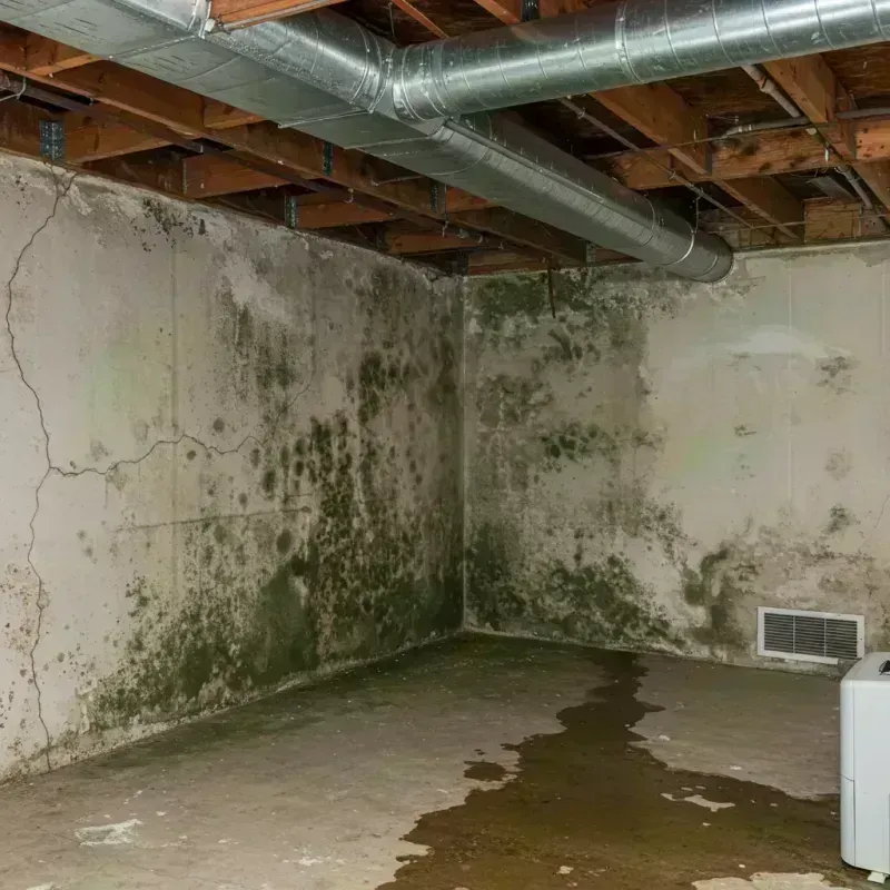 Professional Mold Removal in Whitmore Lake, MI